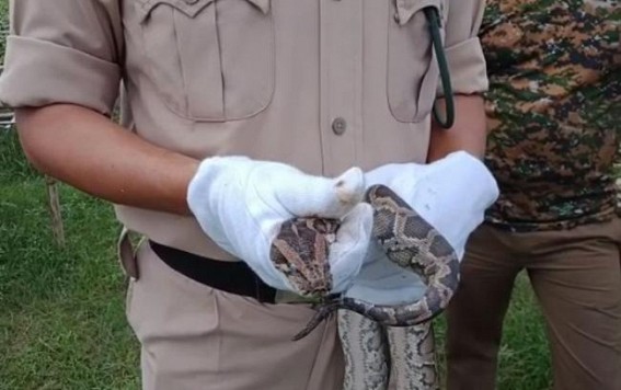 Baby Python spotted at Teliamura's Chakmaghat : Tension erupted Baby Python spotted at Teliamura's Chakmaghat : Tension erupted